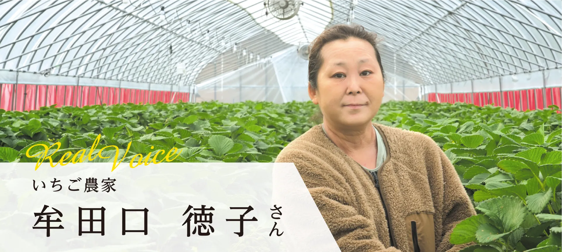 いちご農家 牟田口 徳子さん